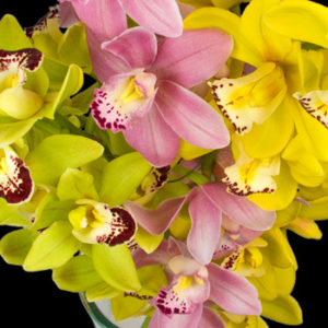 orchid gw